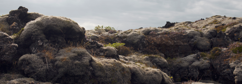 photo of lava moss, Iceland